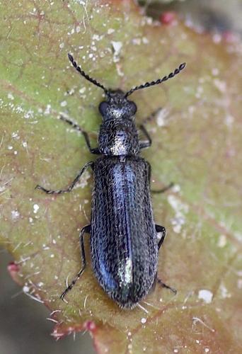 Réf. 221 745 : Dasytes aeratus